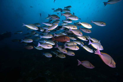 Blue Lotus Liveaboard
