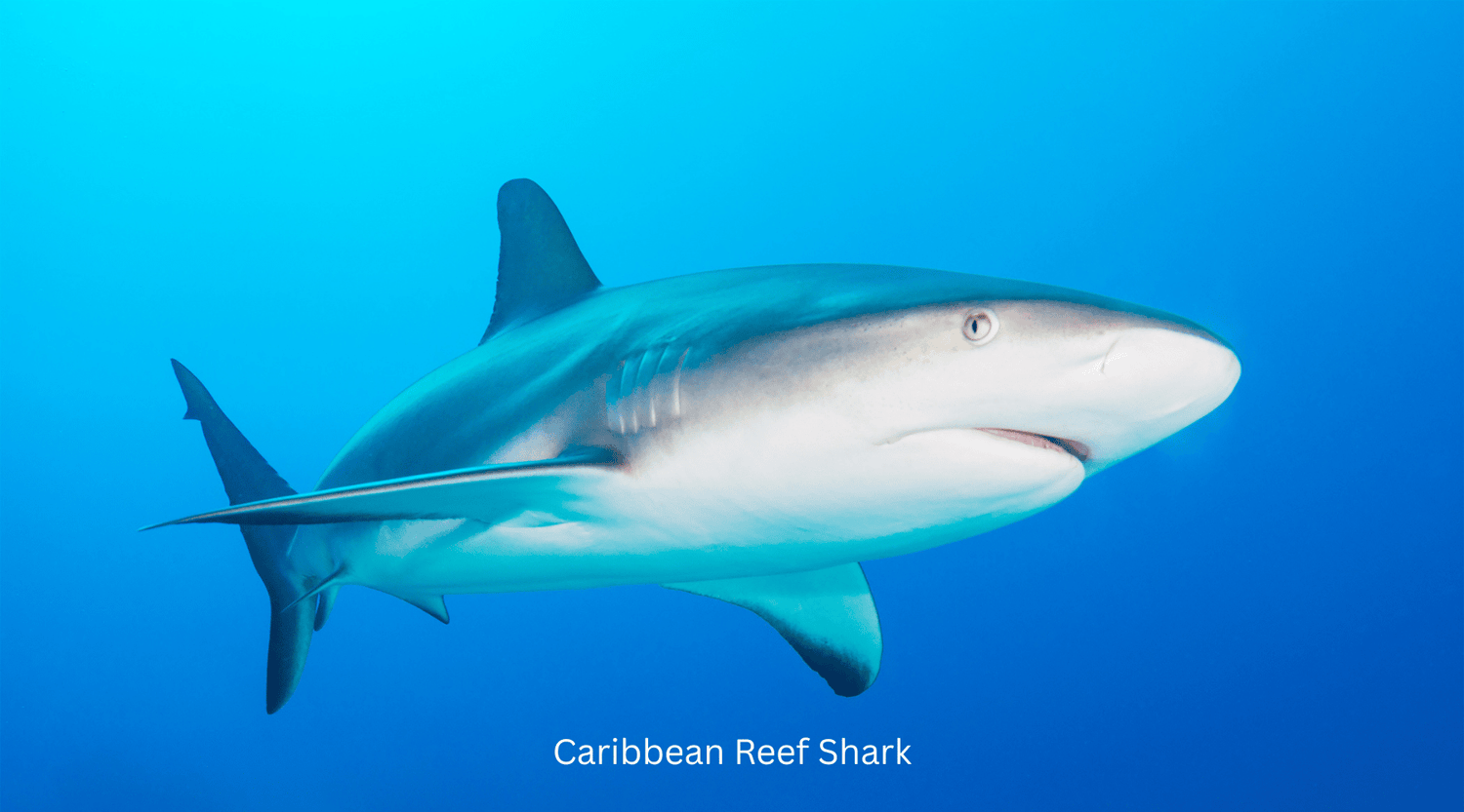 Caribbean Reef Shark