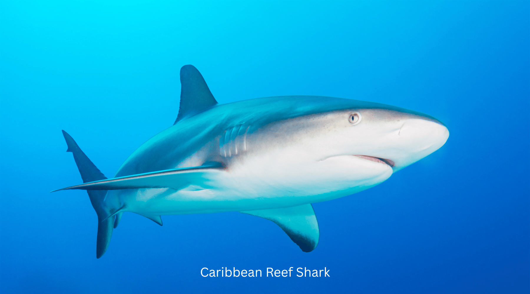Caribbean reef sharks marine creature