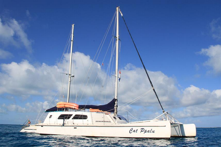 Cat Ppalu Image