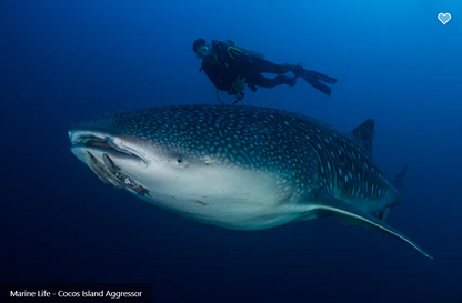 Cocos Island Aggressor