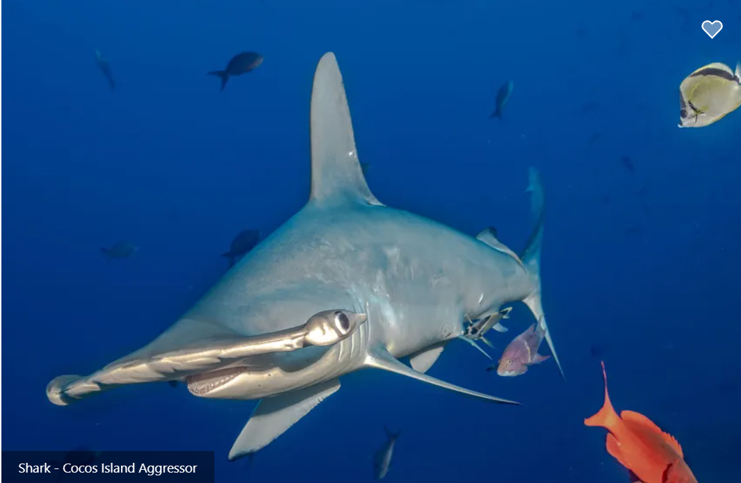 Cocos Island Aggressor Image