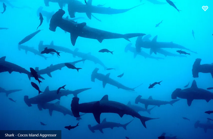 Cocos Island Aggressor