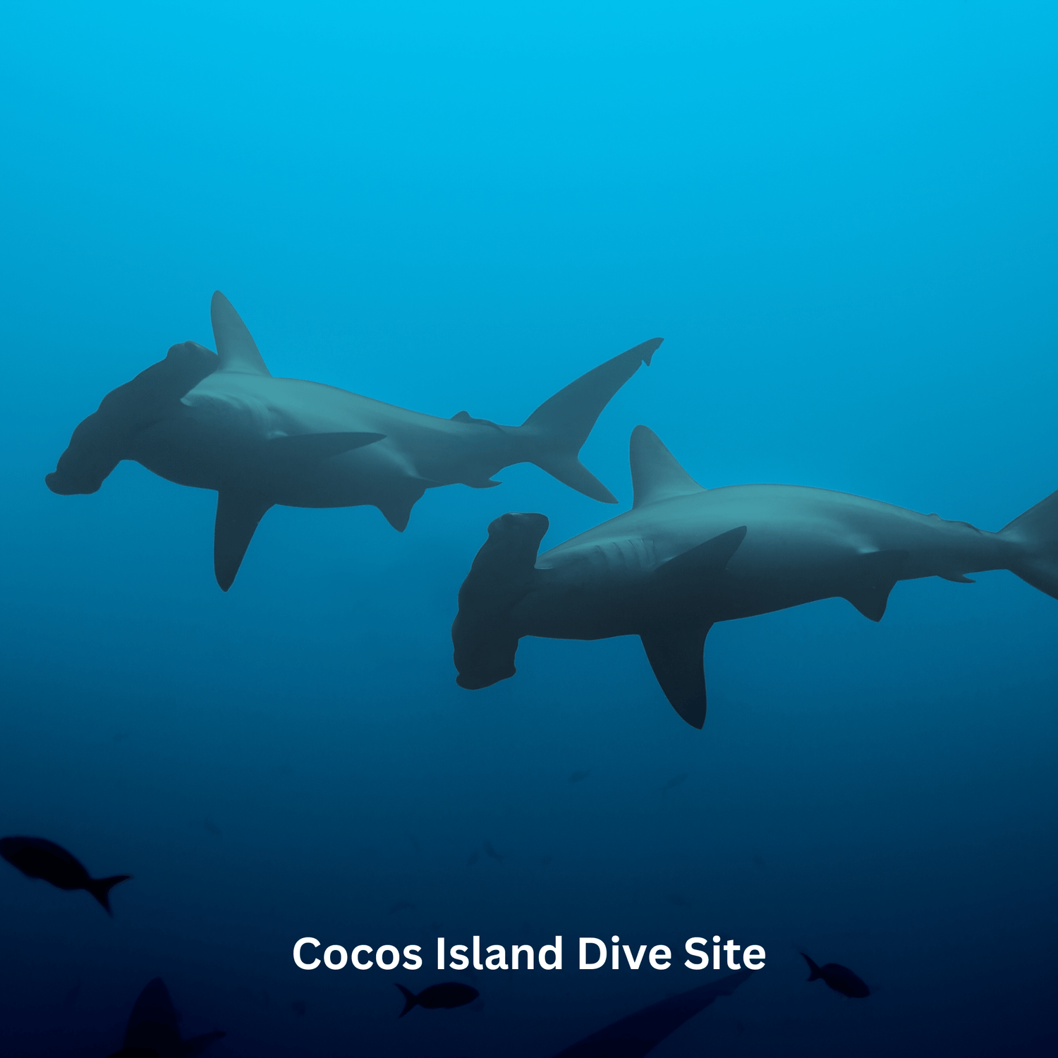 Cocos Island Dive Site - hammerhead sharks