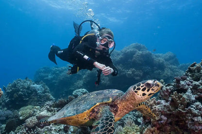Coral Sea Dreaming