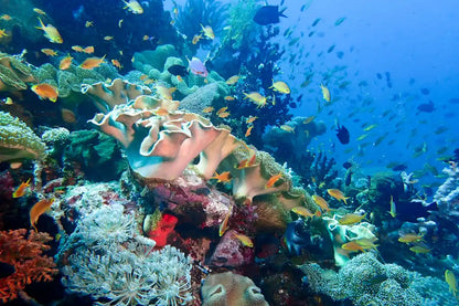 Coral Sea Dreaming