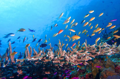 Coral Sea Dreaming