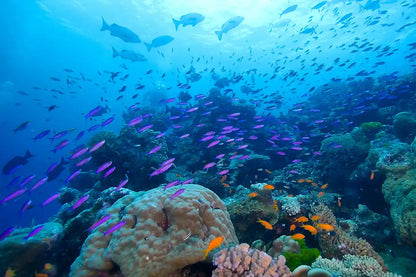 Coral Sea Dreaming