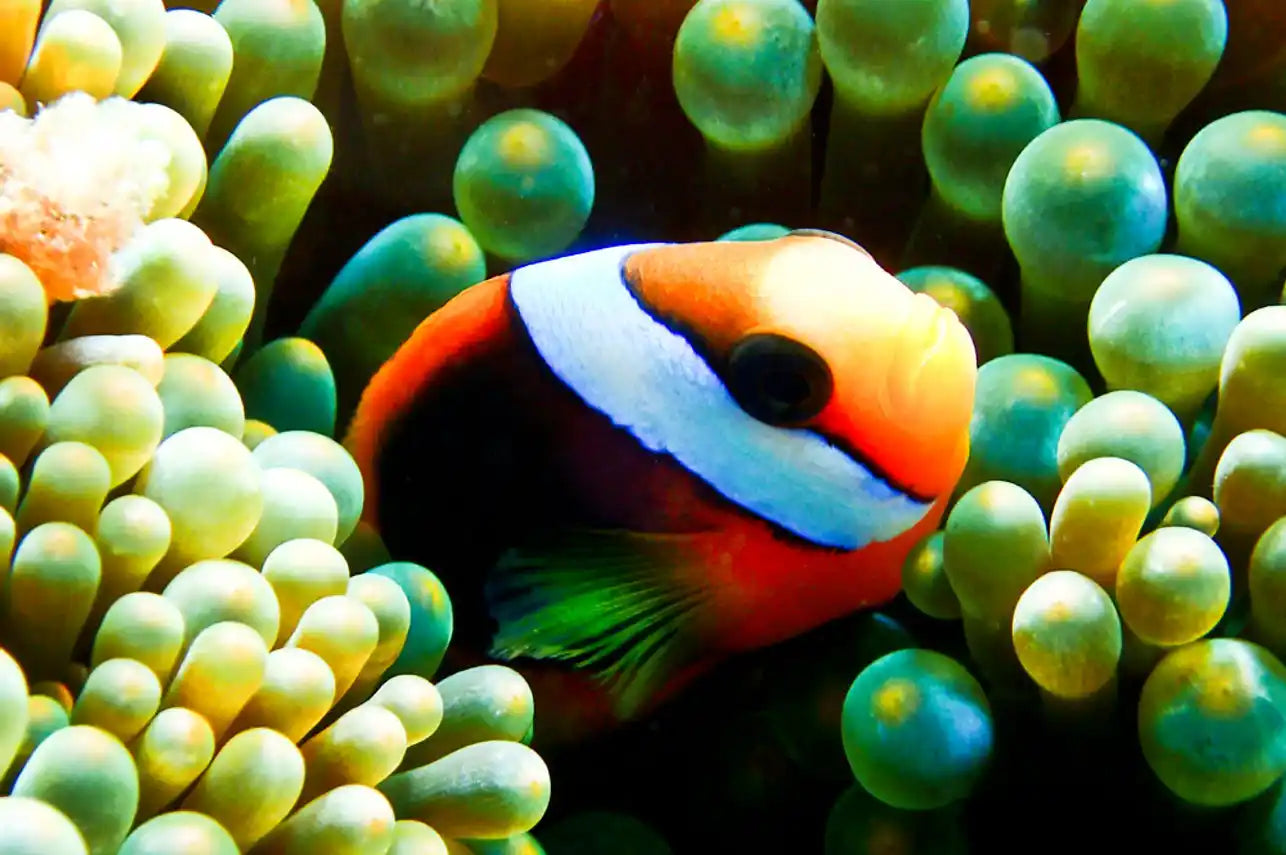 Coral Sea Dreaming