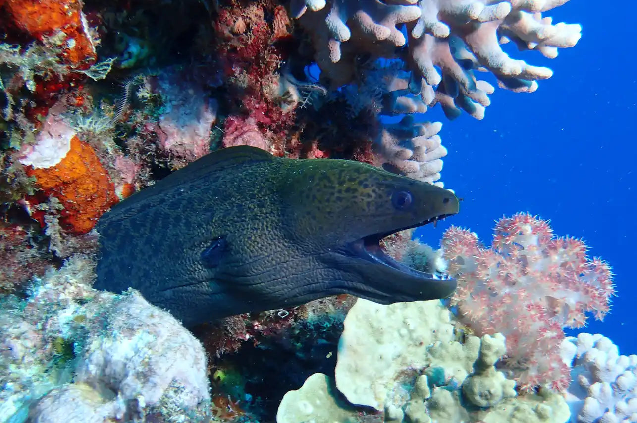 Coral Sea Dreaming