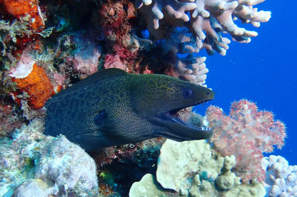 Coral Sea Dreaming