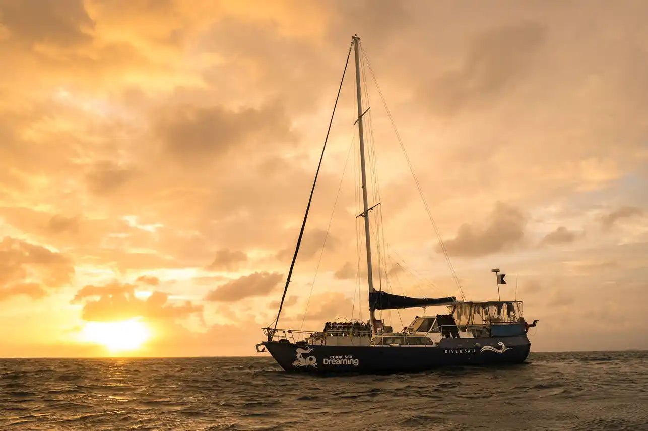 Coral Sea Dreaming Image