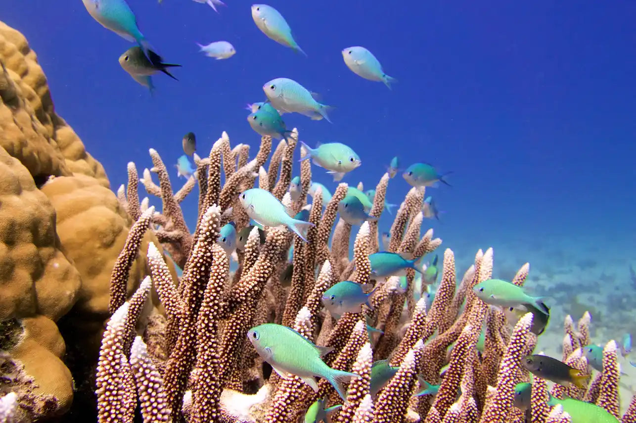Coral Sea Dreaming