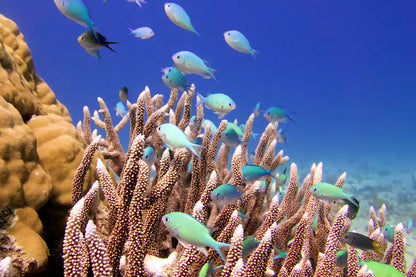 Coral Sea Dreaming