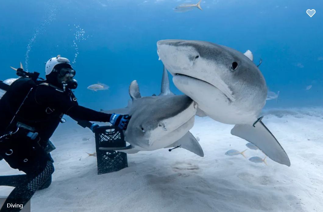 Dolphin Dream Liveaboard