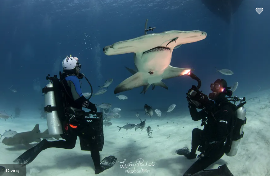 Dolphin Dream Liveaboard