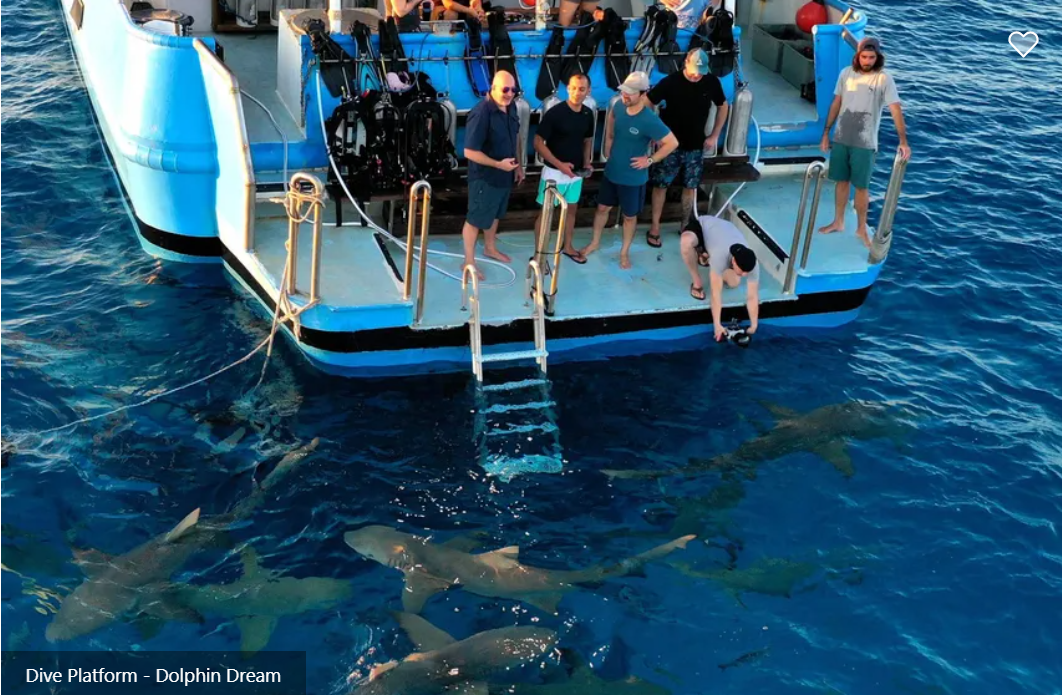 Dolphin Dream Liveaboard