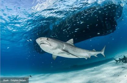 Dolphin Dream Liveaboard