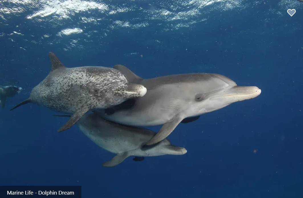 Dolphin Dream Liveaboard