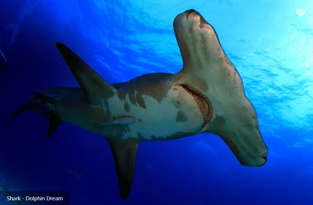 Dolphin Dream Liveaboard