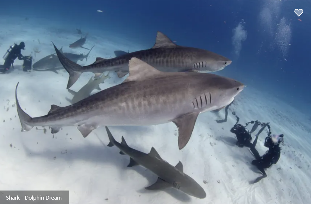 Dolphin Dream Liveaboard