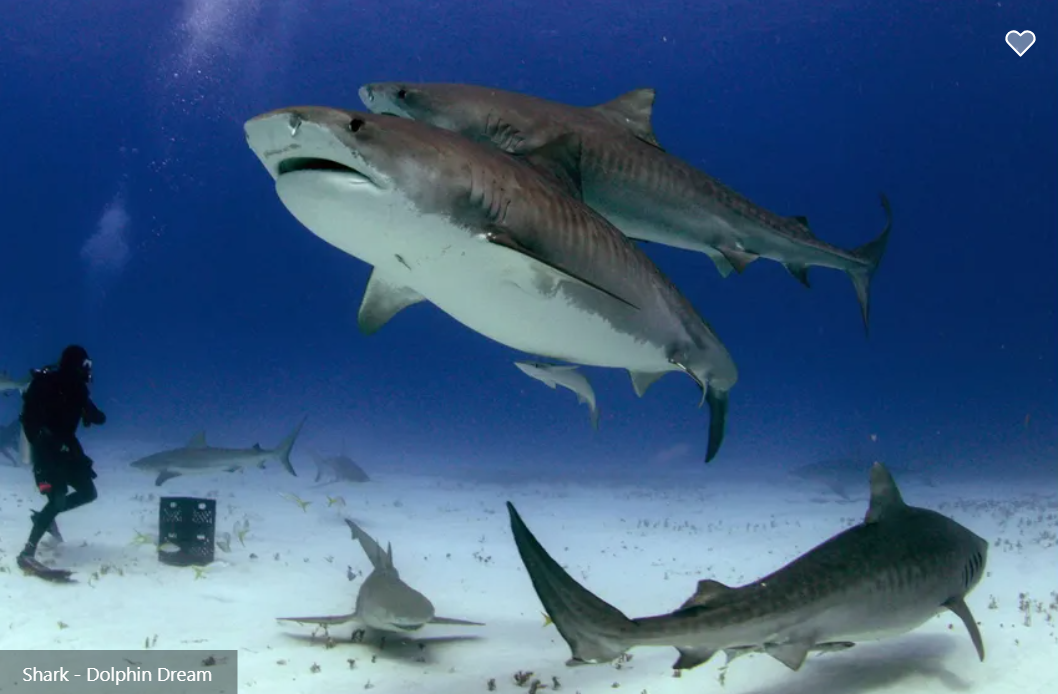 Dolphin Dream Liveaboard
