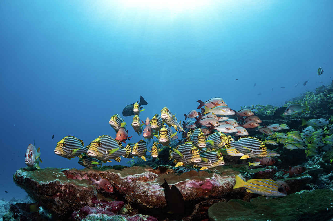 EcoPro Mariana Liveaboard