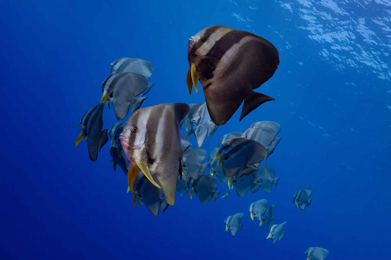 EcoPro Mariana Liveaboard
