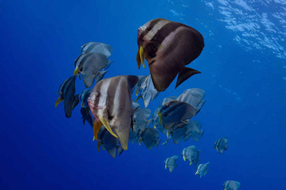 EcoPro Mariana Liveaboard