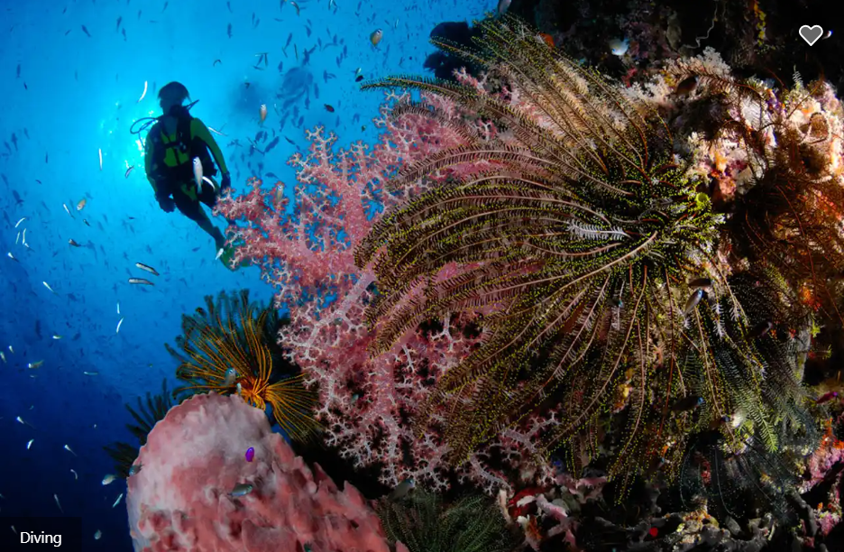 Febrina Image