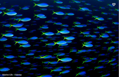 Febrina
