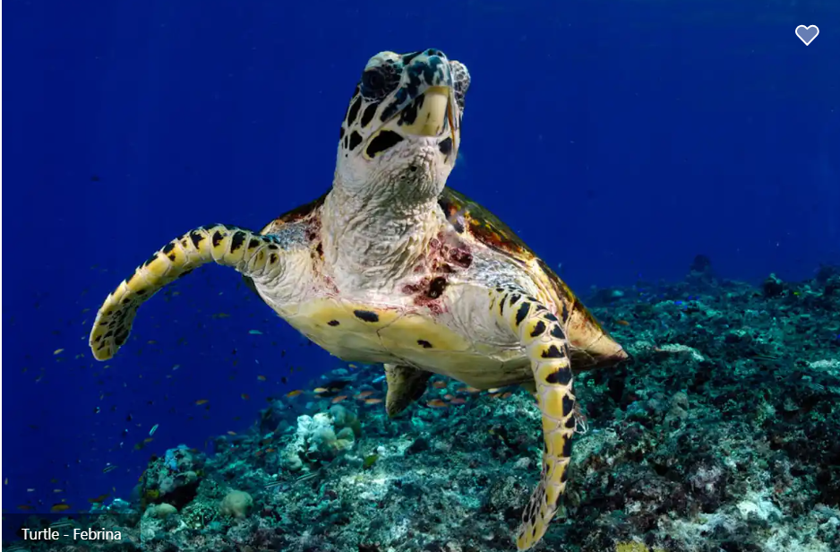 Febrina