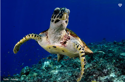 Febrina