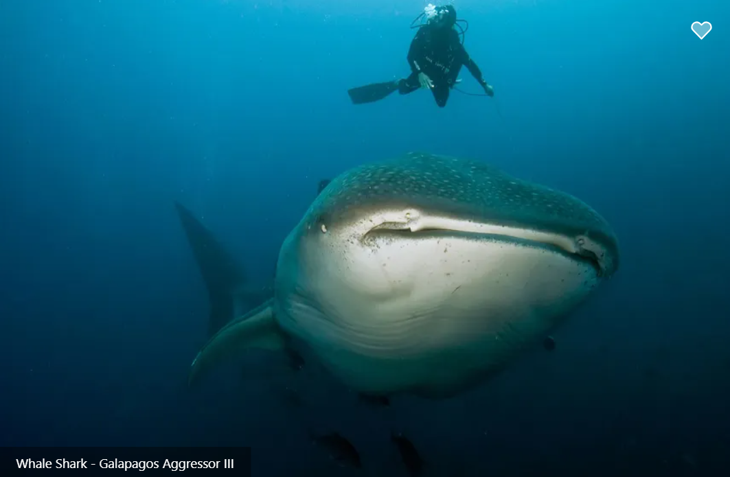 Galapagos Aggressor III
