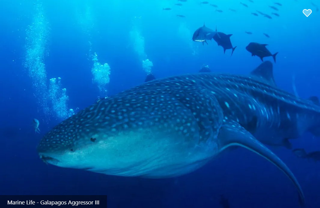 Galapagos Aggressor III Image