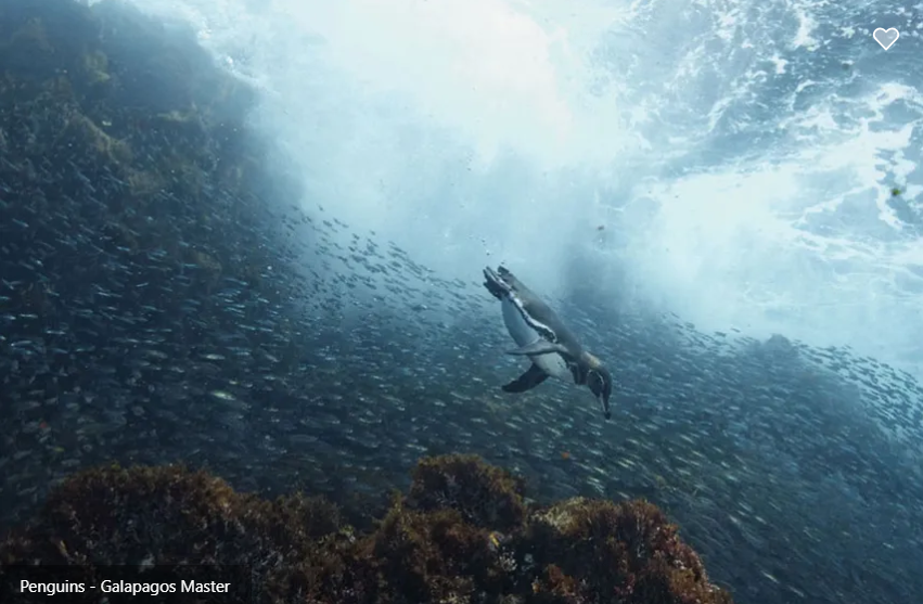 Galapagos Master