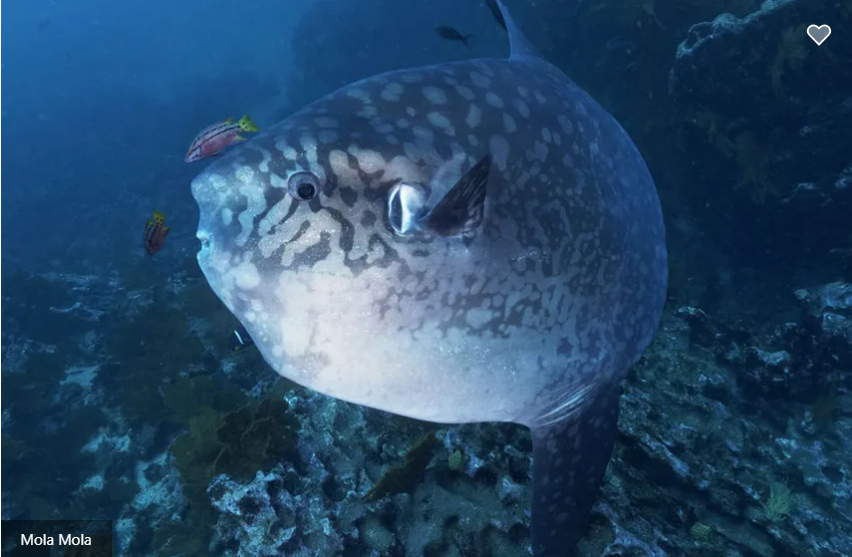 Galapagos Master