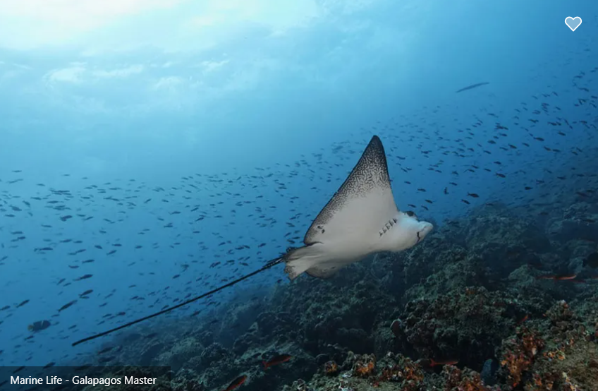 Galapagos Master