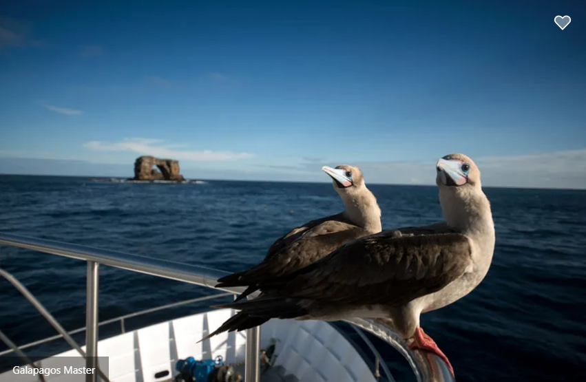 Galapagos Master