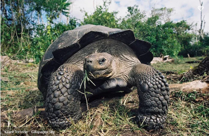 Galapagos Sky