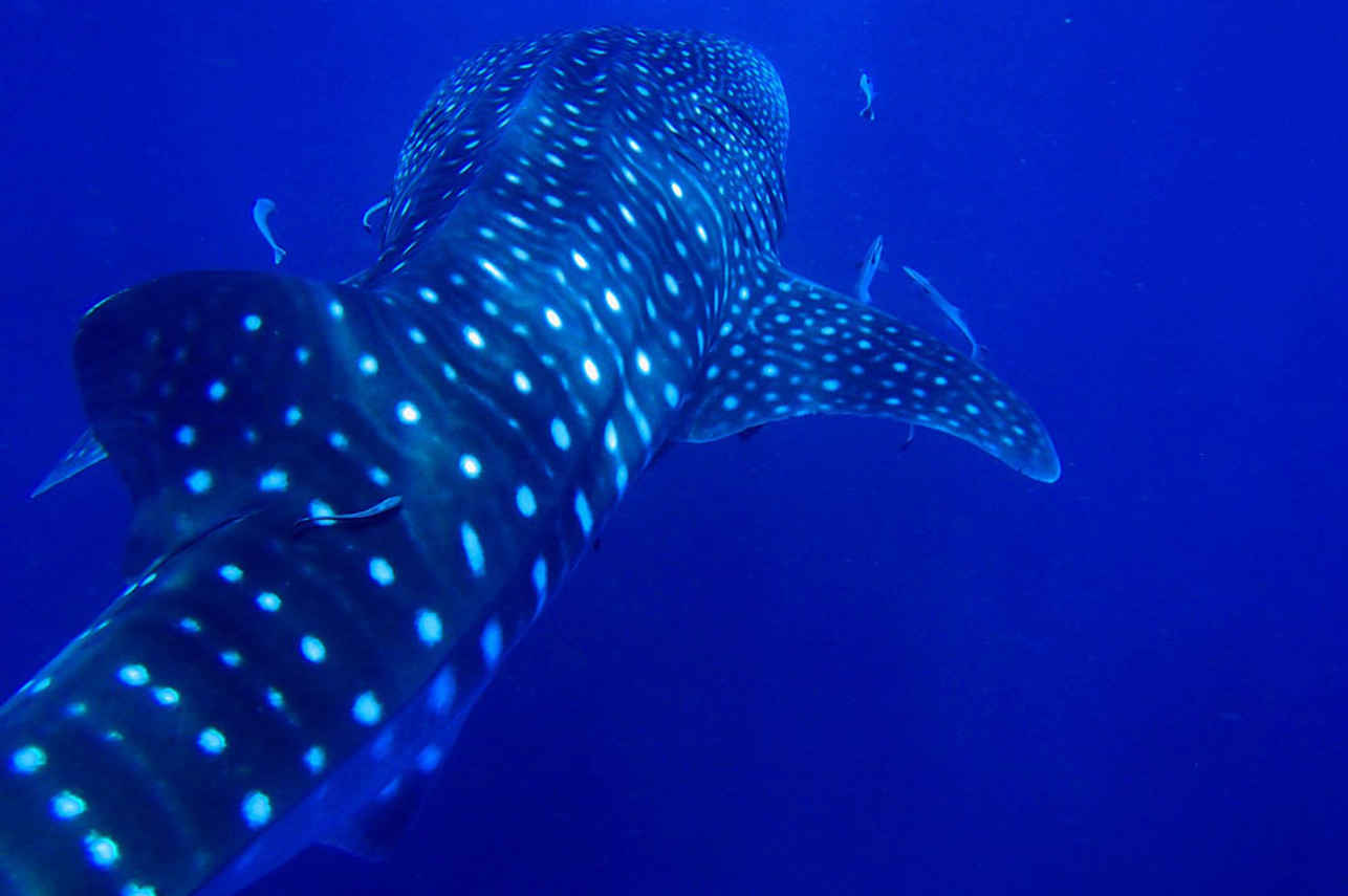 Gentle Giant Liveaboard Image