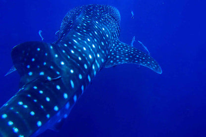 Gentle Giant Liveaboard