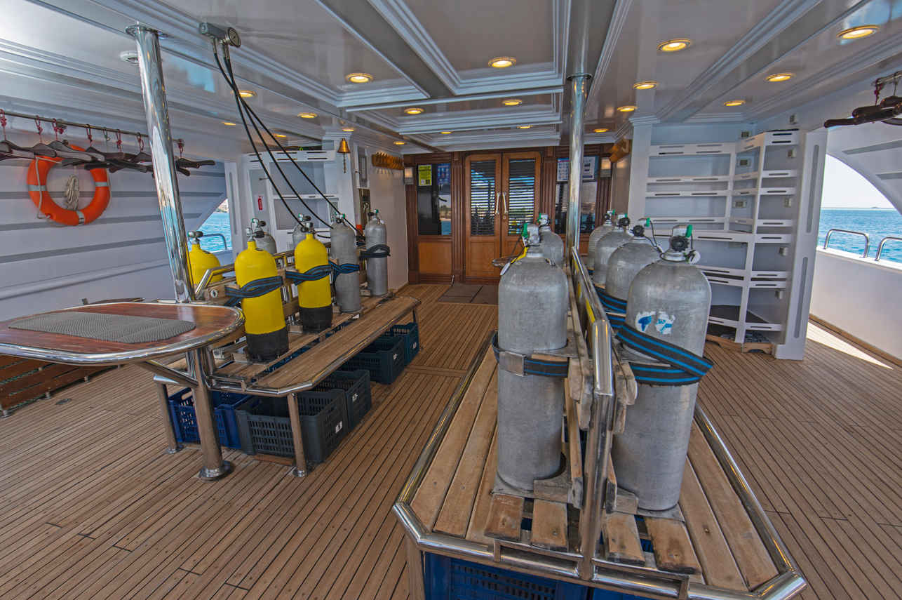 Golden Dolphin II Image