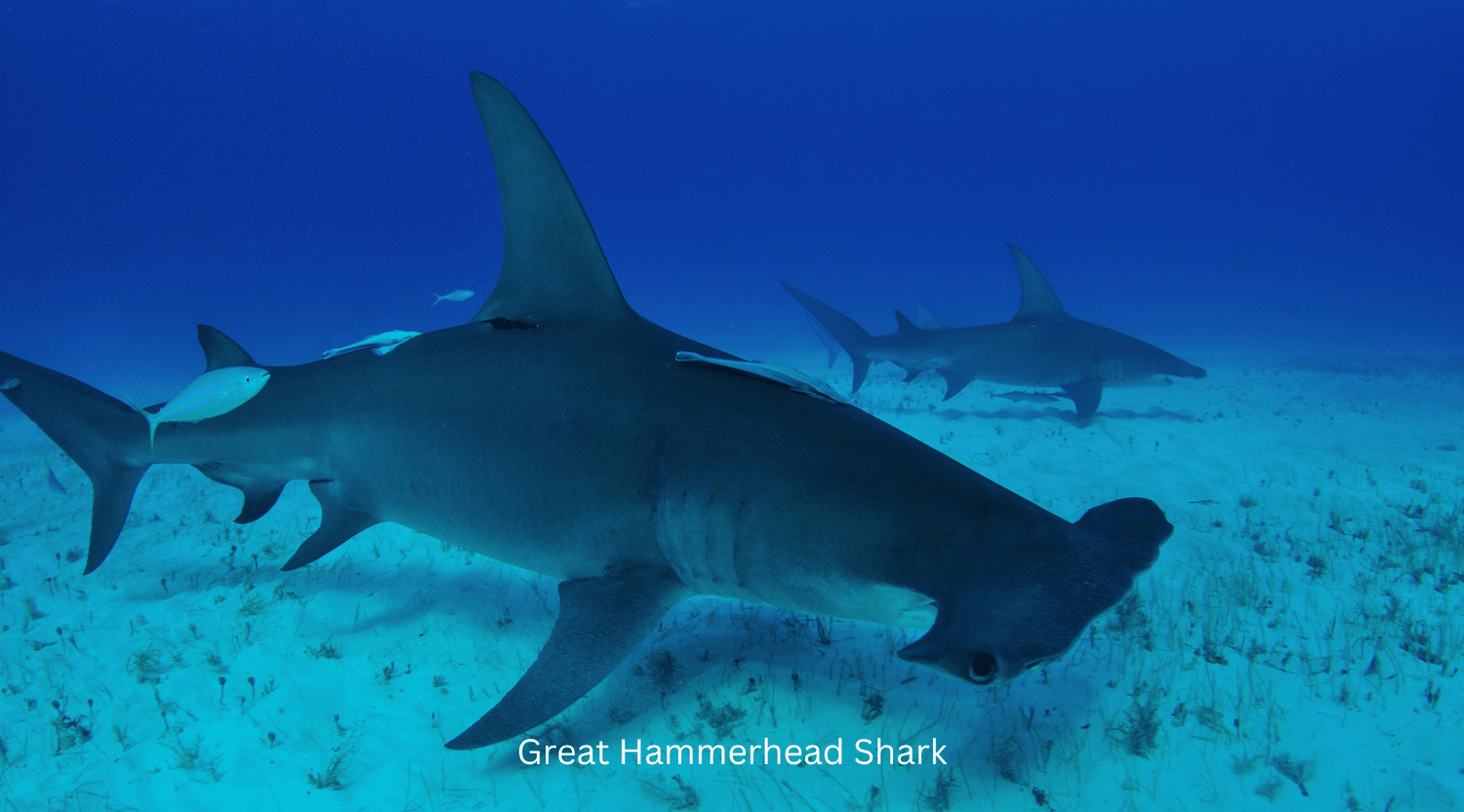 Great hammerhead shark