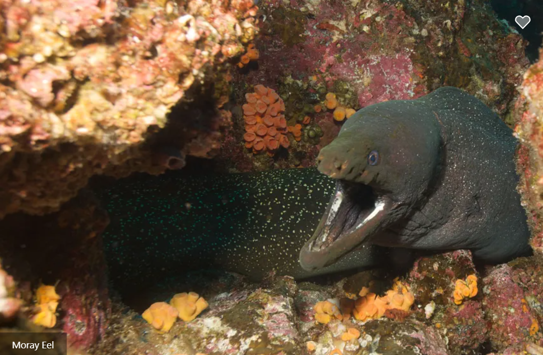 Humboldt Explorer