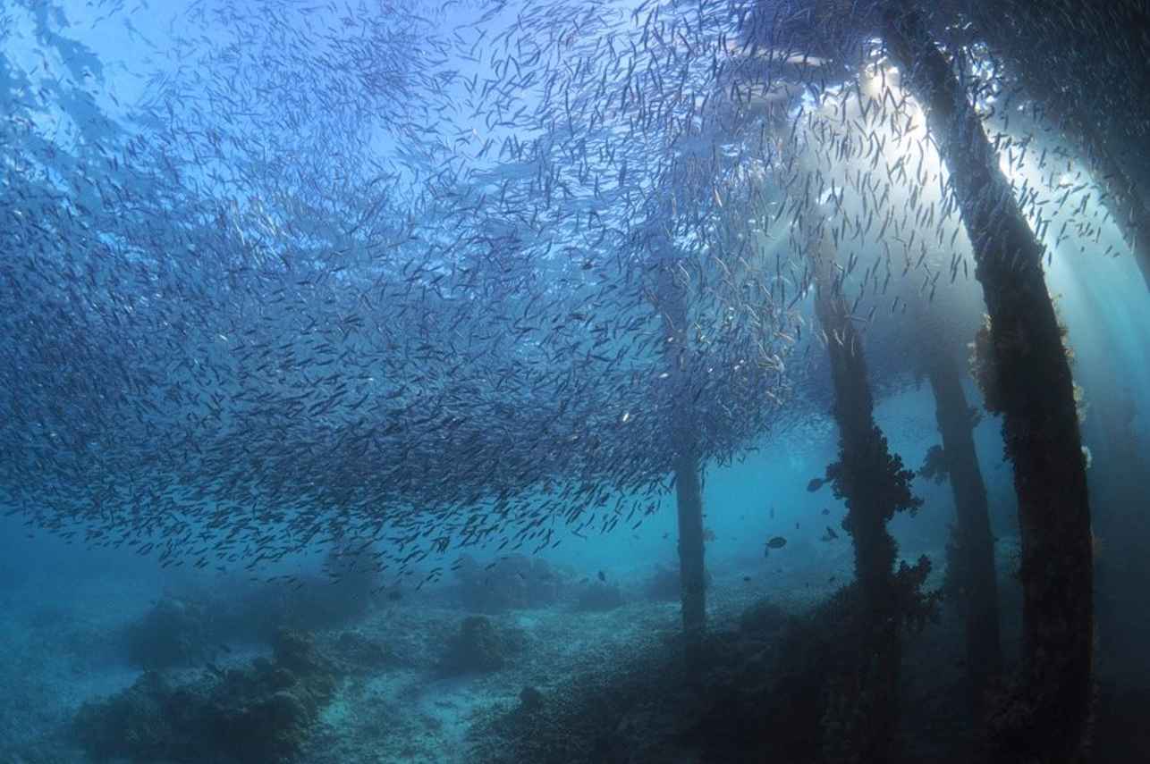 Kira Kira Liveaboard
