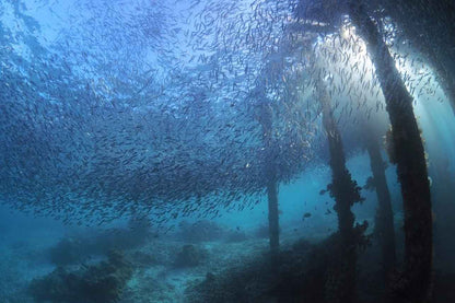 Kira Kira Liveaboard