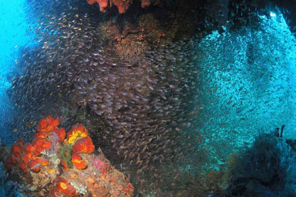 Kira Kira Liveaboard