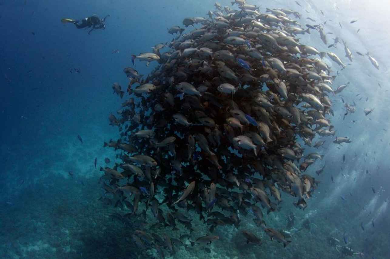 Kira Kira Liveaboard