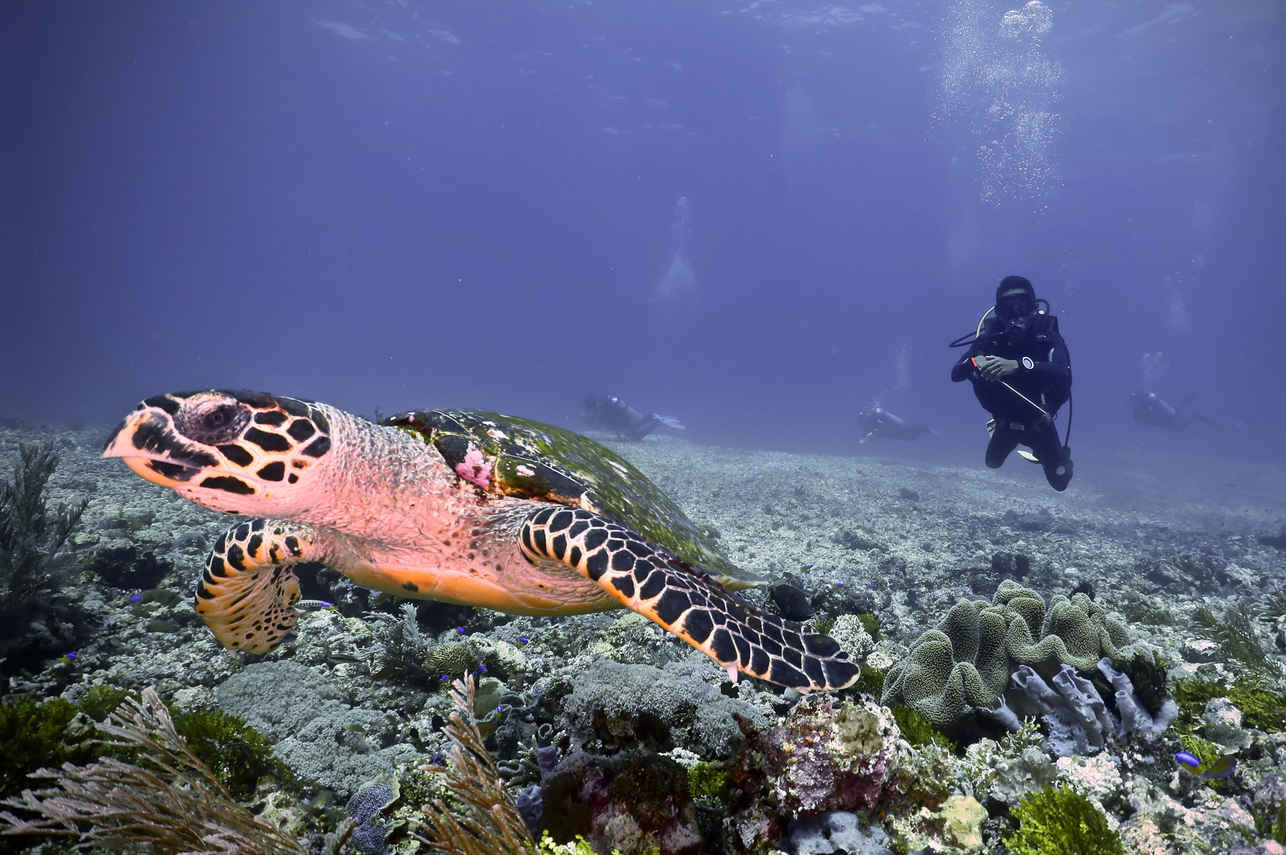 Komodo Sea Dragon